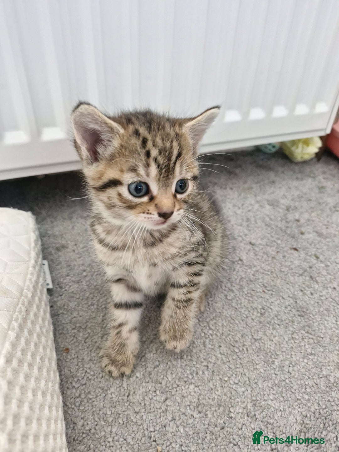 Mixed Breed cats for sale: 2 beautiful female bengal mix kittens  - Advert 7
