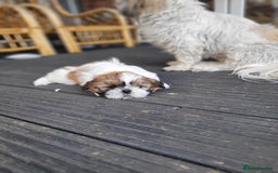 Shih Tzu dogs for sale: Lovely, most adorable, cutest puppy in town - Image 3