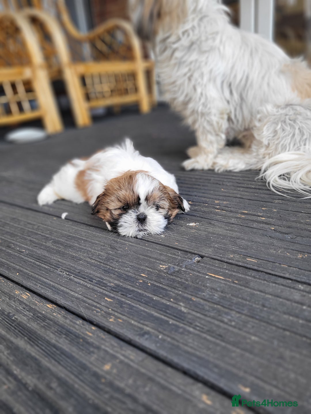 Shih Tzu dogs for sale: Lovely, most adorable, cutest puppy in town - Image 3