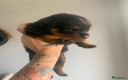 Rottweiler dogs for sale: AMAZING PEDIGREE REGISTERED ROTTWEILER PUPPIES - Image 11