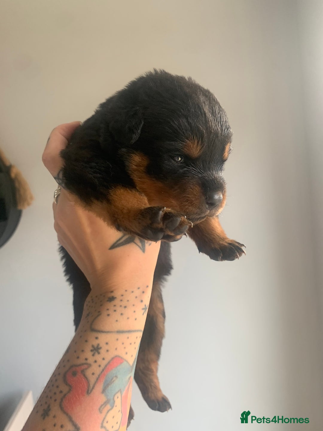 Rottweiler dogs for sale: AMAZING PEDIGREE REGISTERED ROTTWEILER PUPPIES - Image 11