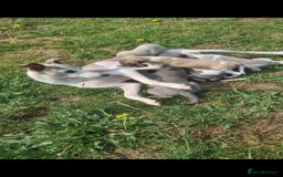 Whippet dogs for sale: Fantastic Whippet puppies - Image 10