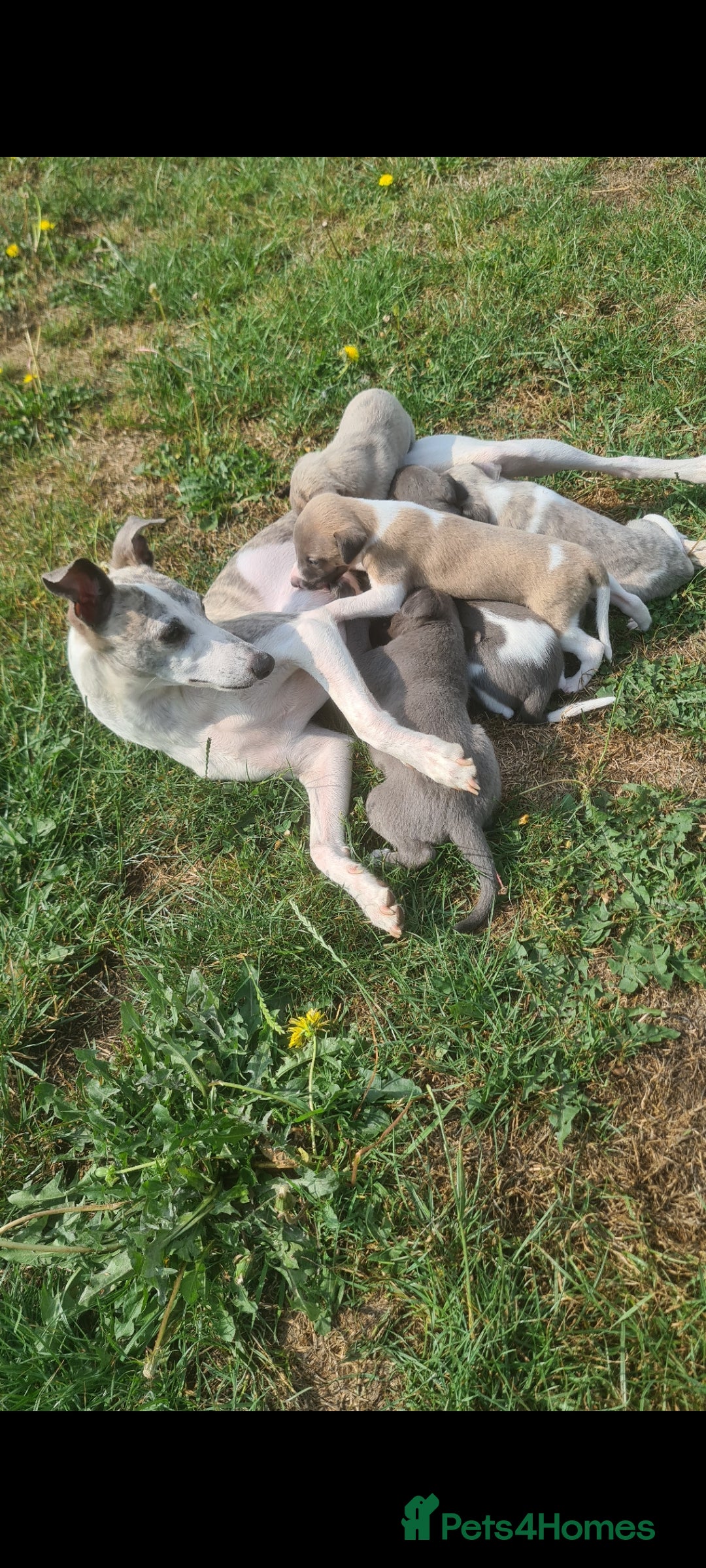 Whippet dogs for sale: Fantastic Whippet puppies - Image 10