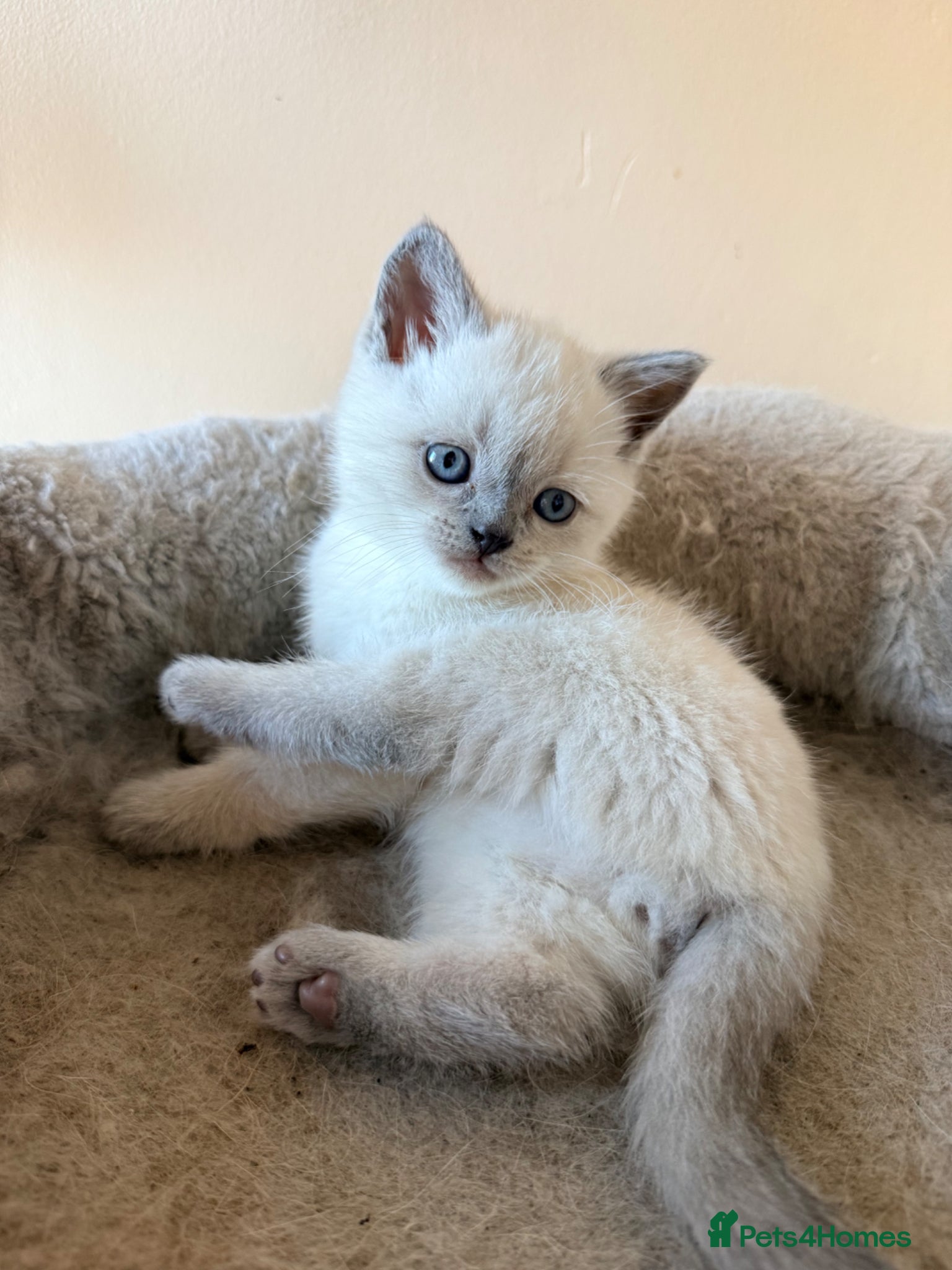 British Shorthair cats Beautiful Colour point British Shorthair Kittens - Advert 13