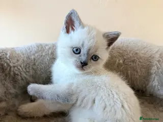 British Shorthair cats Beautiful Colour point British Shorthair Kittens - Advert 13
