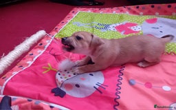 Chug dogs for sale: Cute puppies raised with love available at 8 weeks - Image 3