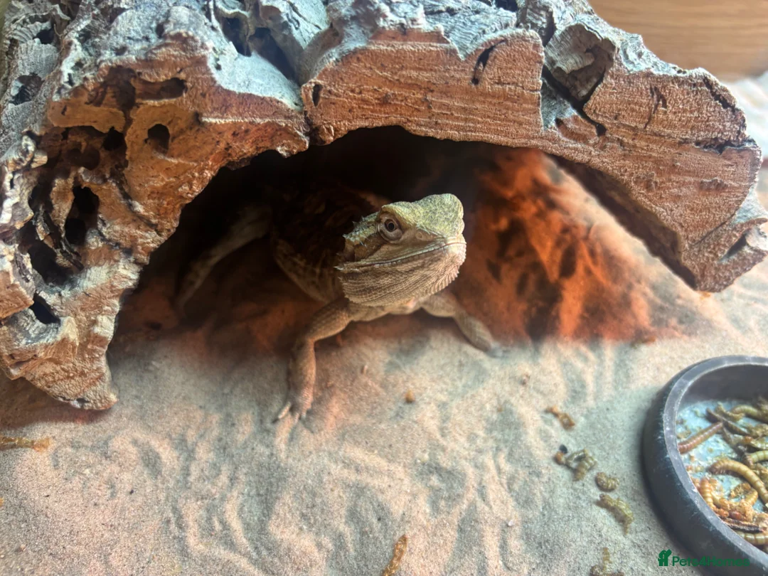 Dragon reptiles for sale: Rankin dragon 2 years old for sale  - Advert 5