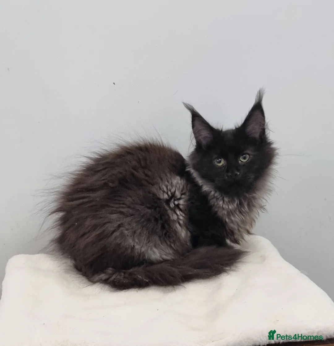 Maine Coon cats for sale: Pedigree Maine Coon Kittens for sale  - Advert 14