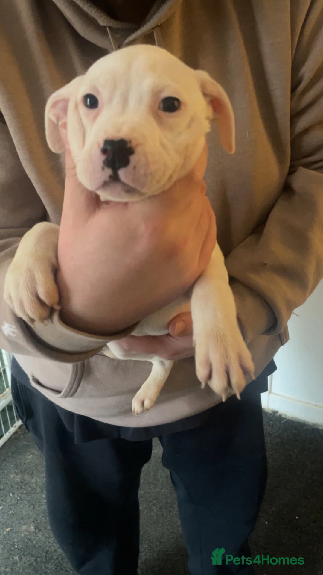 Mixed Breed dogs for sale: Bull cross staffy pups. LAST 2 GIRLS LEFT  - Advert 2