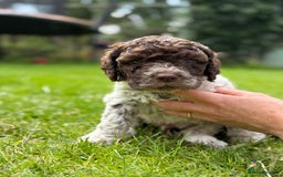 Lagotto Romagnolo dogs for sale: READY TO LEAVE, LAST ONE Puppies Italian Water dog in Preston - Image 7