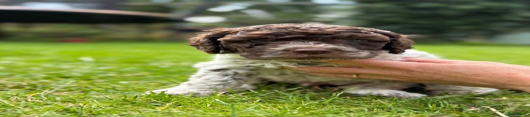 Lagotto Romagnolo Puppy 7