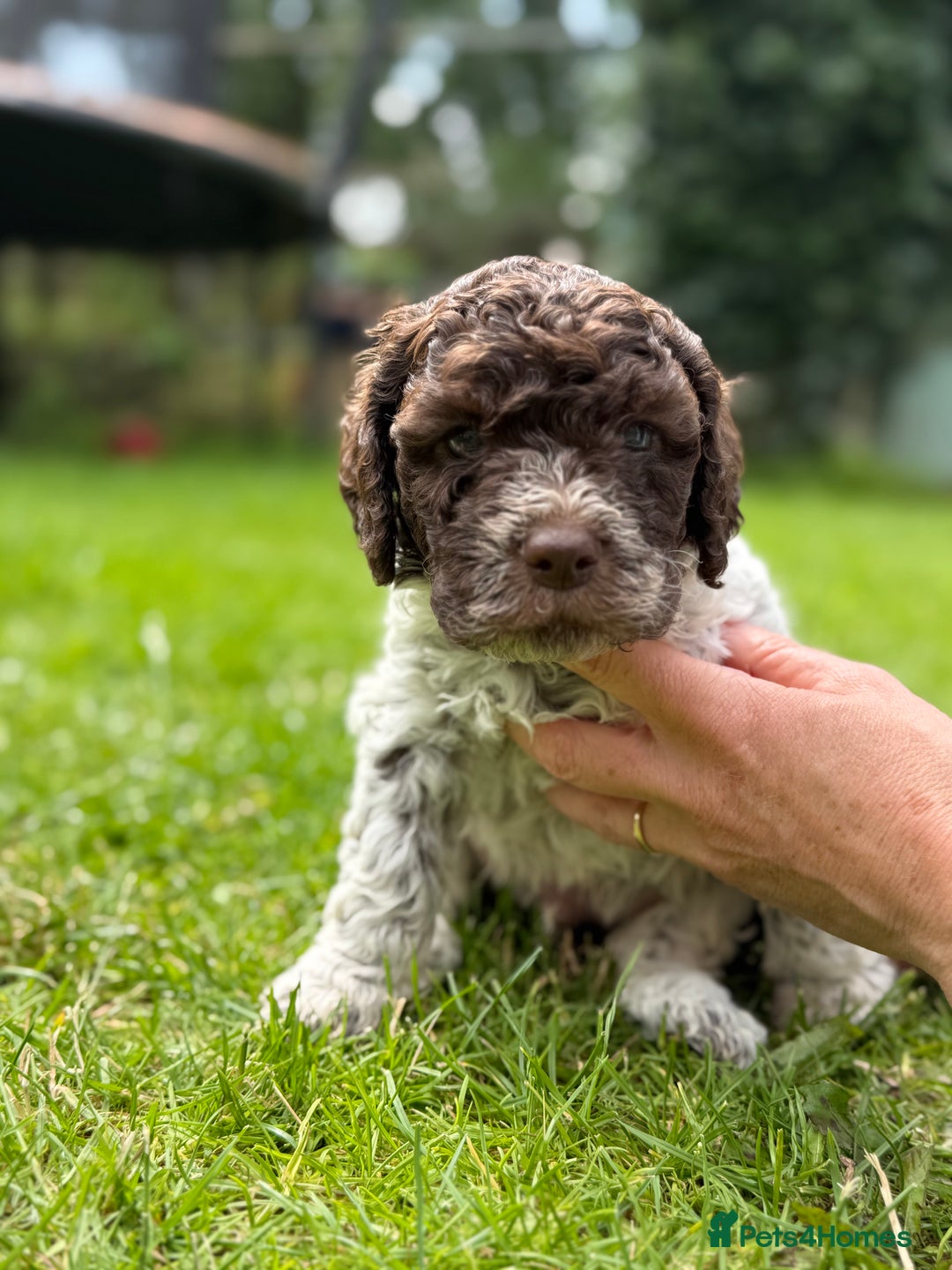 Lagotto Romagnolo dogs for sale: READY TO LEAVE, LAST ONE Puppies Italian Water dog in Preston - Image 7