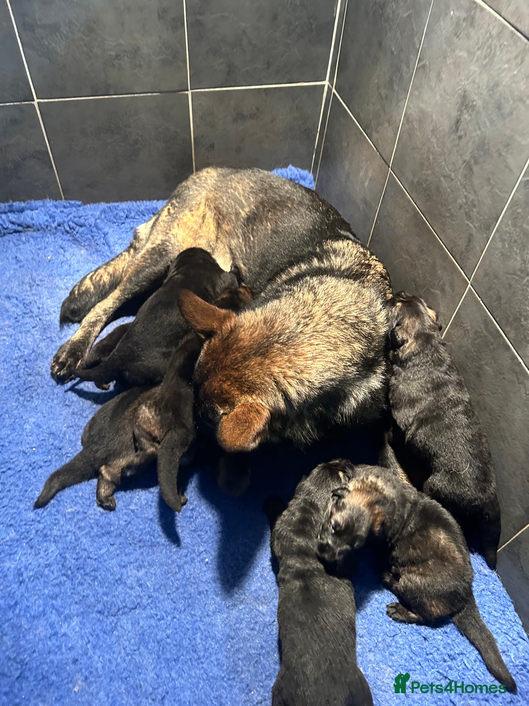 German Shepherd dogs for sale: TOP QUALITY GERMAN SHEPHERD LITTERS - Image 17