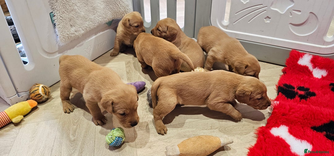 Labrador Retriever dogs for sale: 6 STUNNING KC REG FOX RED LABRADORS  - Advert 8