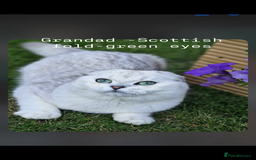 Scottish Fold cats for sale: Scottish fold / Chichilla kittens - Image 21