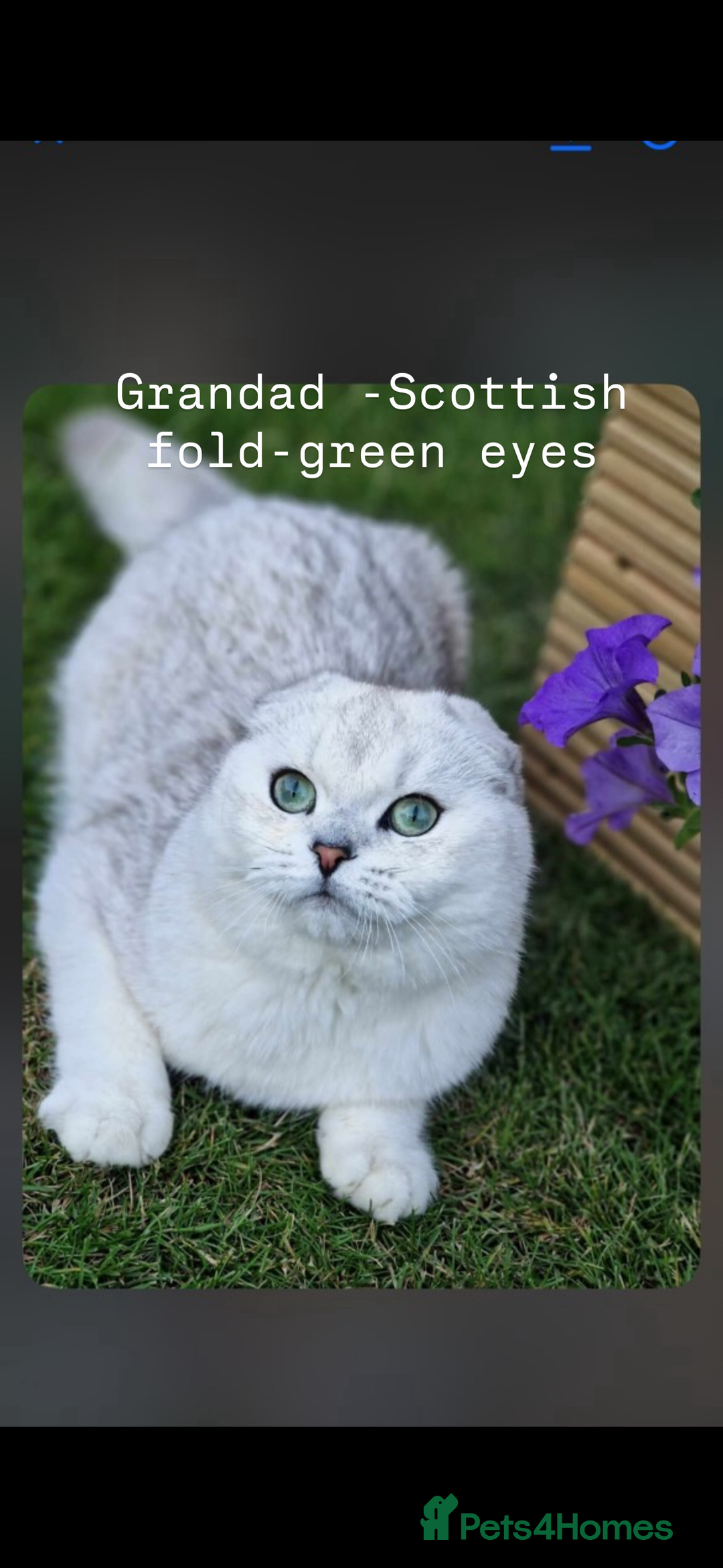 Scottish Fold cats for sale: Scottish fold / Chichilla kittens - Image 21