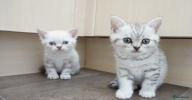 British Shorthair cats - Advert 6