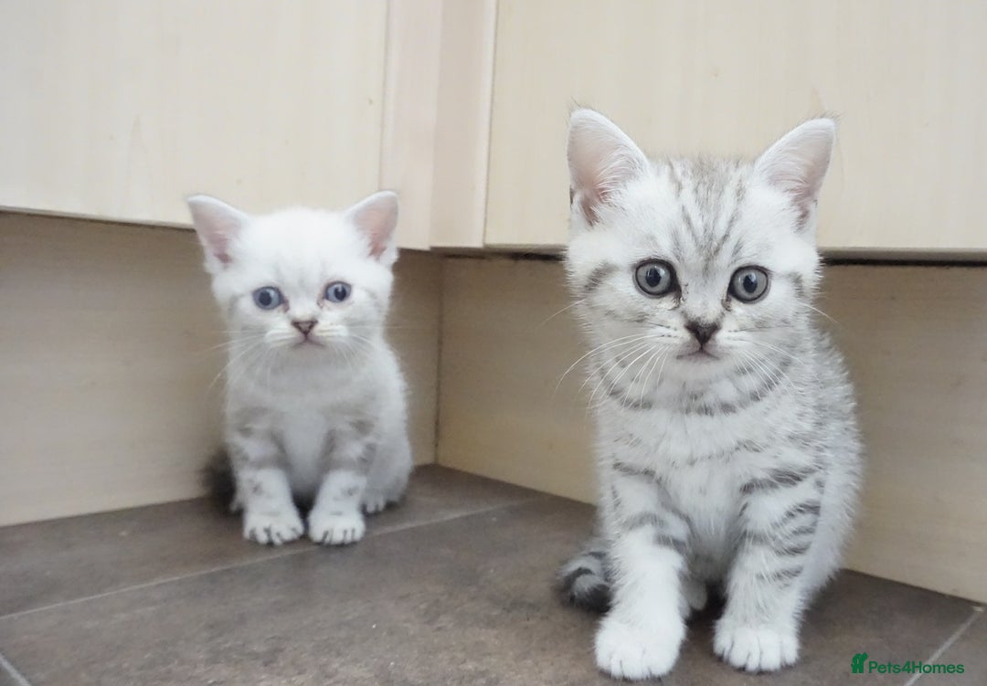 British Shorthair cats for sale: STUNNING British Shorthair Kittens Silver Tabbies - Image 3