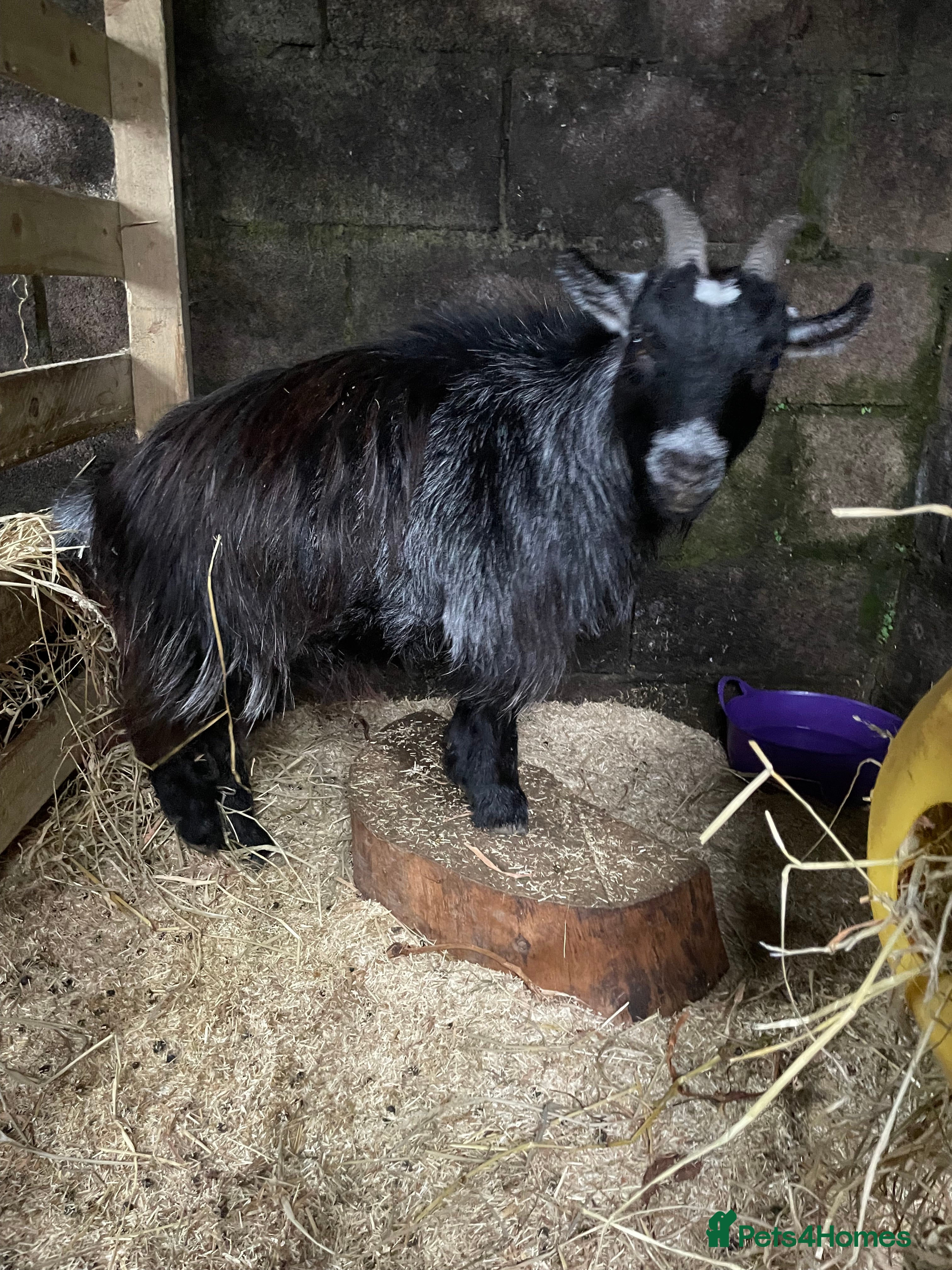 Goats livestock 2 year old wether  - Advert 21