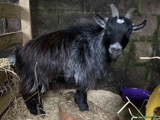Goats livestock 2 year old wether - Advert 1