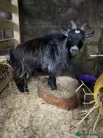 Goats livestock 2 year old wether - Advert 1