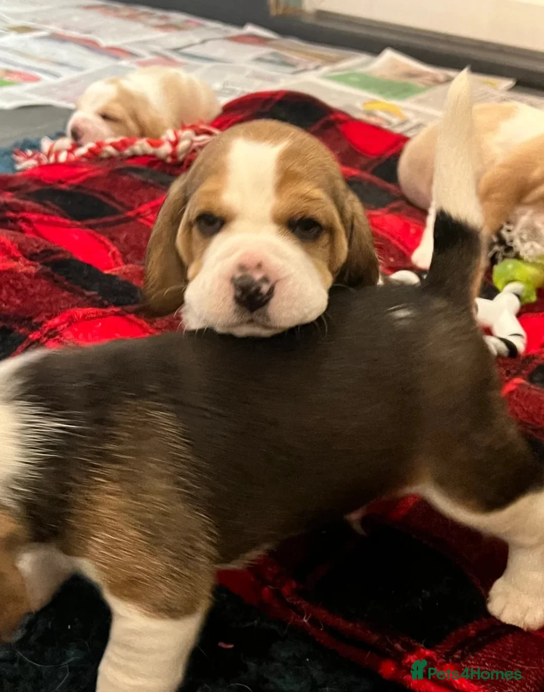 Beagle dogs for sale: Beagle puppies  - Advert 10