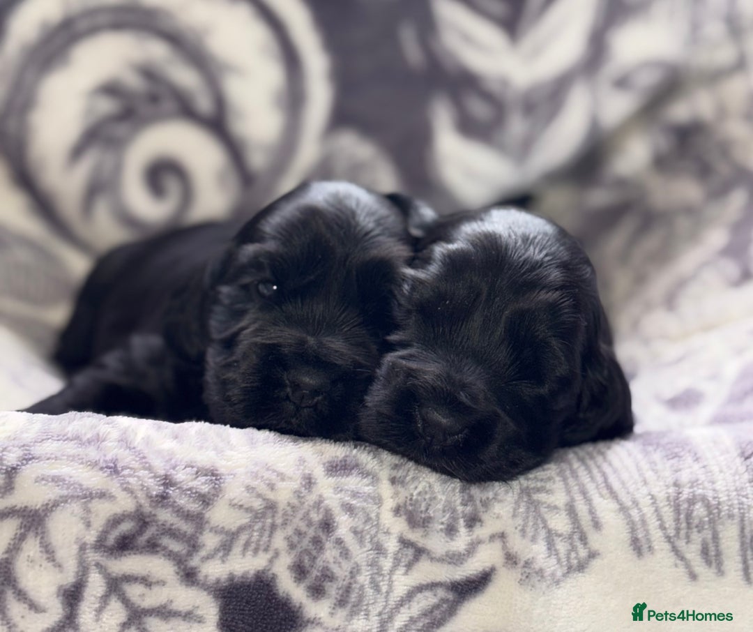 Cocker Spaniel dogs for sale: Beautiful show type cocker spaniels  - Image 4