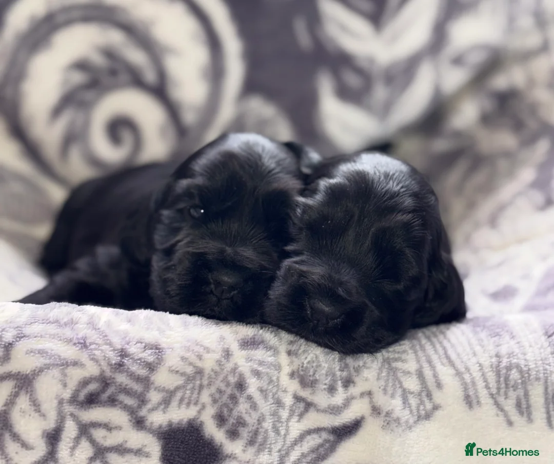 Cocker Spaniel dogs for sale: show type female!!!  - Advert 8