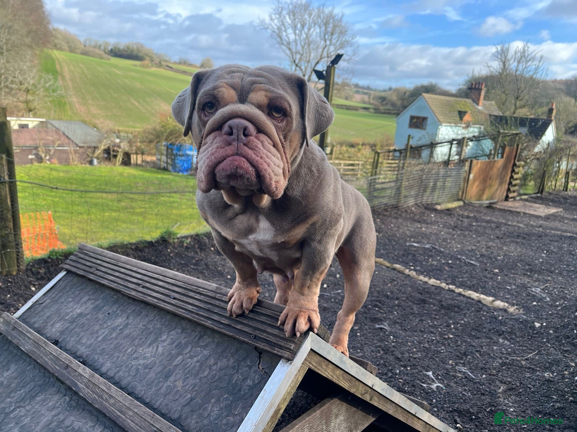 English Bulldog dogs Stunning KC reg English Bulldog puppies. - Advert 1