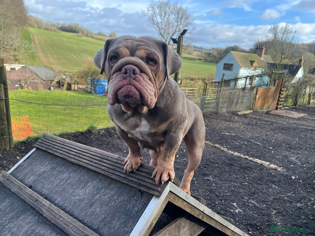 English Bulldog dogs for sale: Stunning KC reg English Bulldog puppies. in Newbury - Advert 1