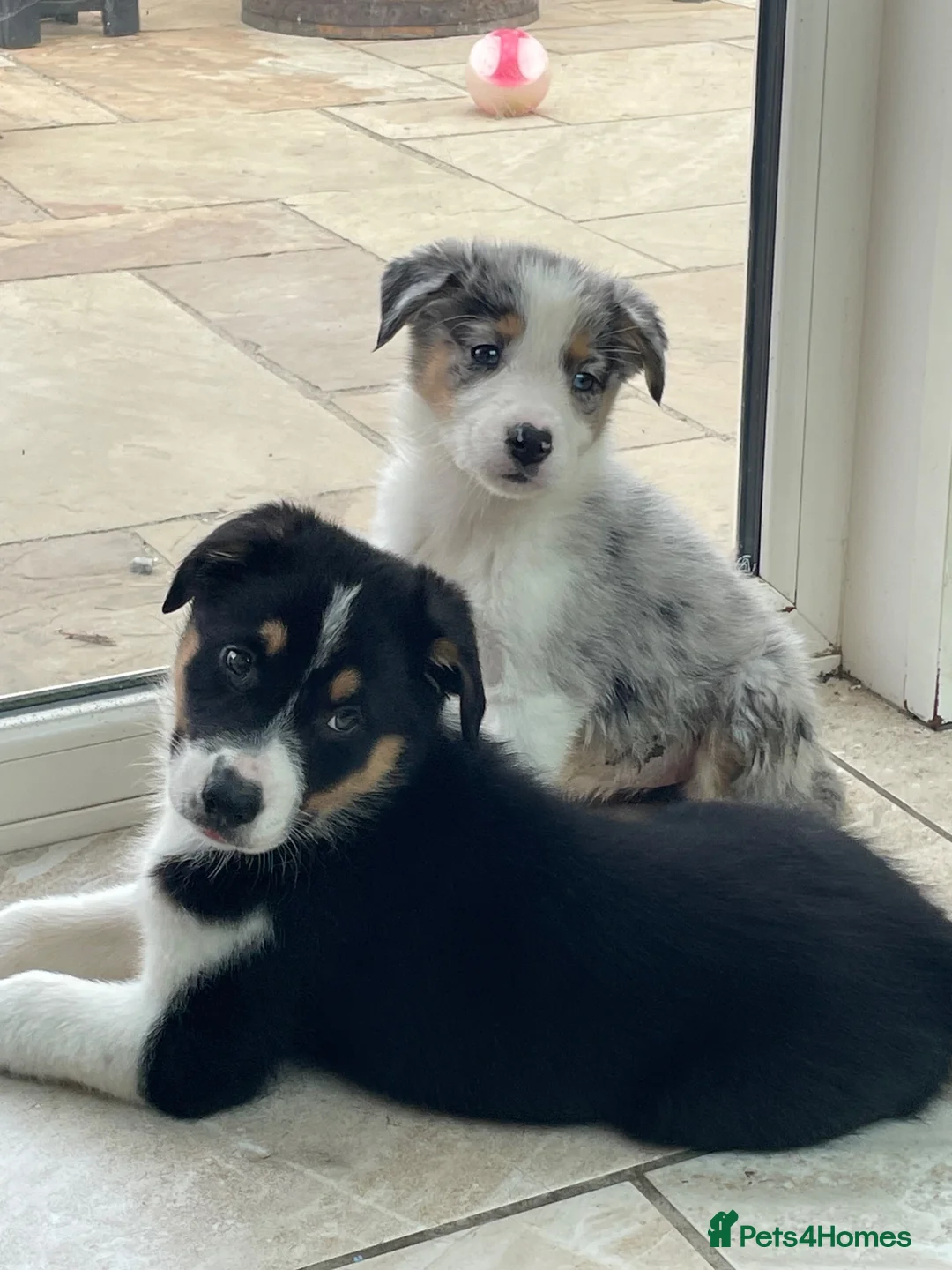 Australian Shepherd dogs for sale: Boys and girls available  - Advert 1