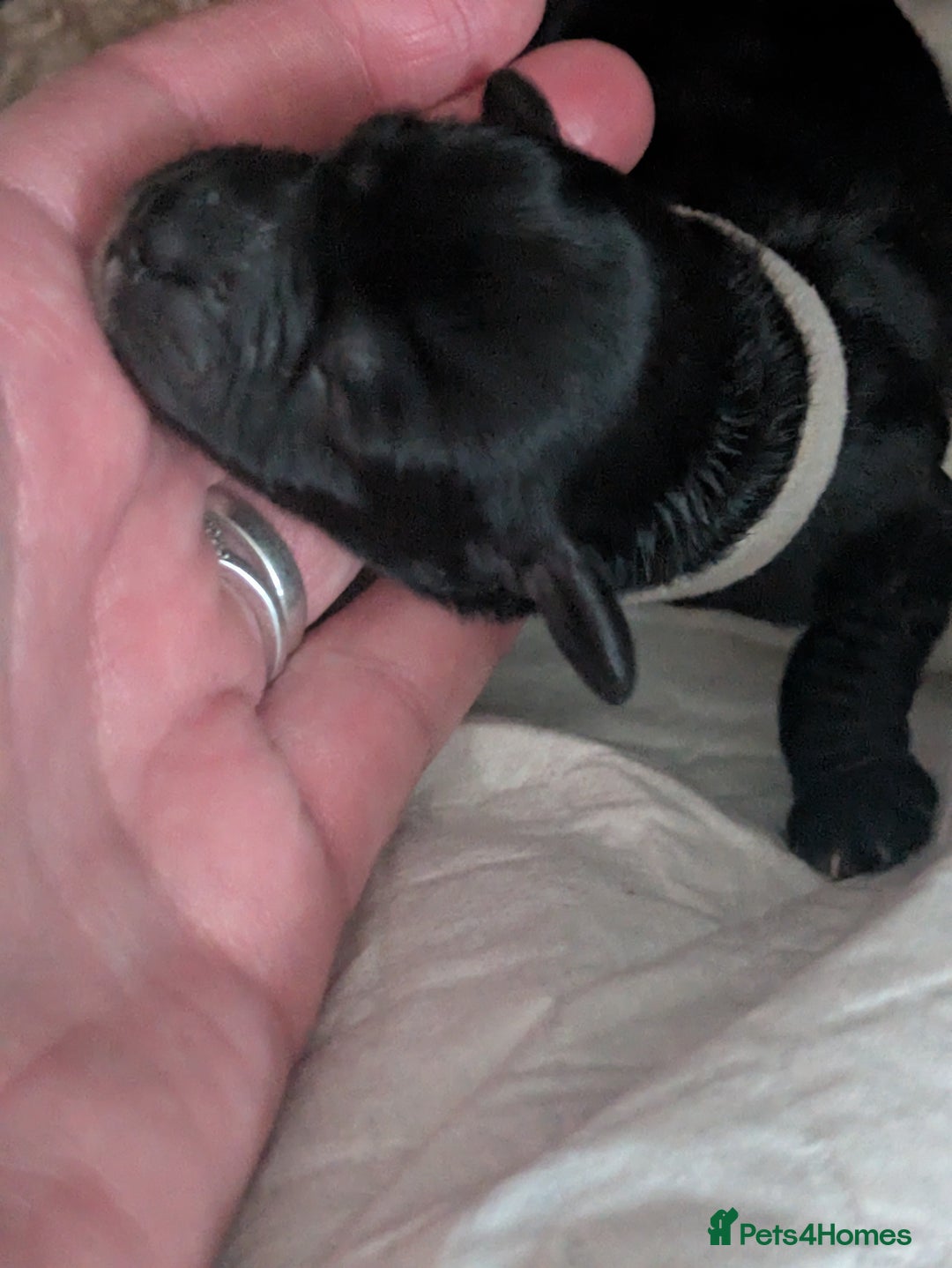 Cockapoo dogs for sale: F2 cockapoo puppies for sale . - Advert 9