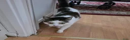 Mixed Breed cats for adoption: Cuddly Puzzle Enthusiast - Advert 2