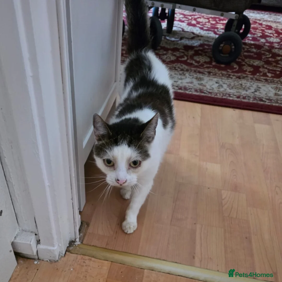Mixed Breed cats for adoption: Cuddly Puzzle Enthusiast - Advert 2