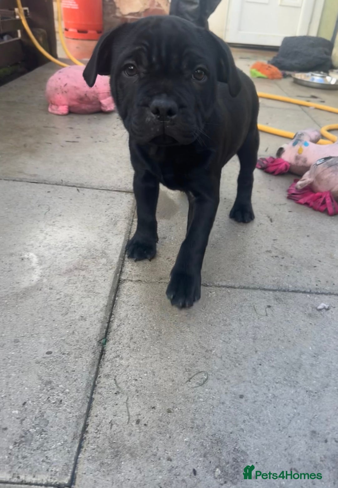 Staffordshire Bull Terrier dogs for sale: Champion Beautiful Black Staffy Puppies  - Advert 12