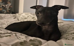 Italian Greyhound dogs for stud: Outstanding Boy - 25 champions in 5 generations - Image 4