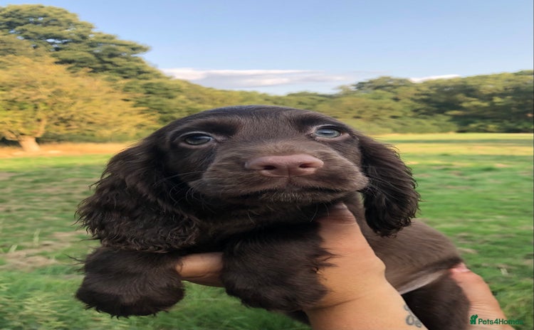 Cocker Spaniel dogs - Advert 2