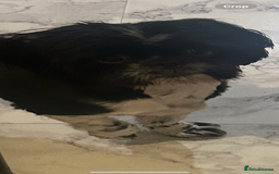 Shih Tzu dogs for stud: Shih tzu for stud  - Advert 3