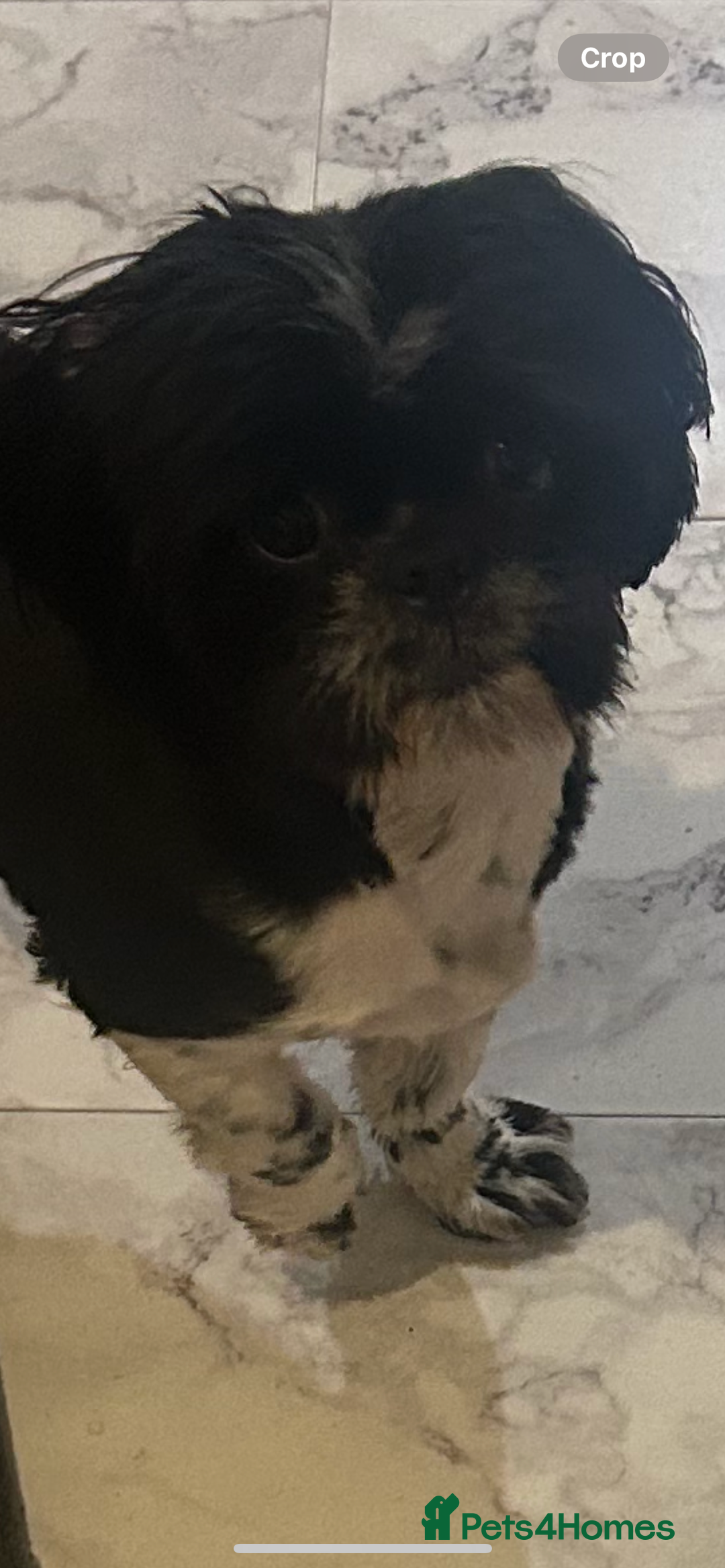 Shih Tzu dogs for stud: Shih tzu for stud  - Advert 3