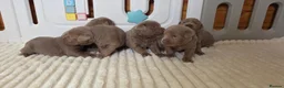 Labrador Retriever dogs for sale: 6 STUNNING KC SILVER LAB PUPPIES  - Advert 24