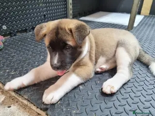 Akita dogs 1 left! Pure breed American Akita puppies for sale - Advert 1