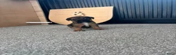 Mixed Breed dogs for sale: Border terrier cross male puppies. - Advert 5