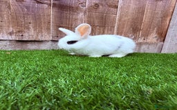 Mini Lop rabbits for sale: Mini Lop Rabbit  - Image 8