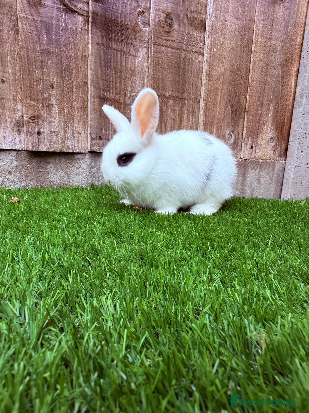 Mini Lop rabbits for sale: Mini Lop Rabbit  - Image 8