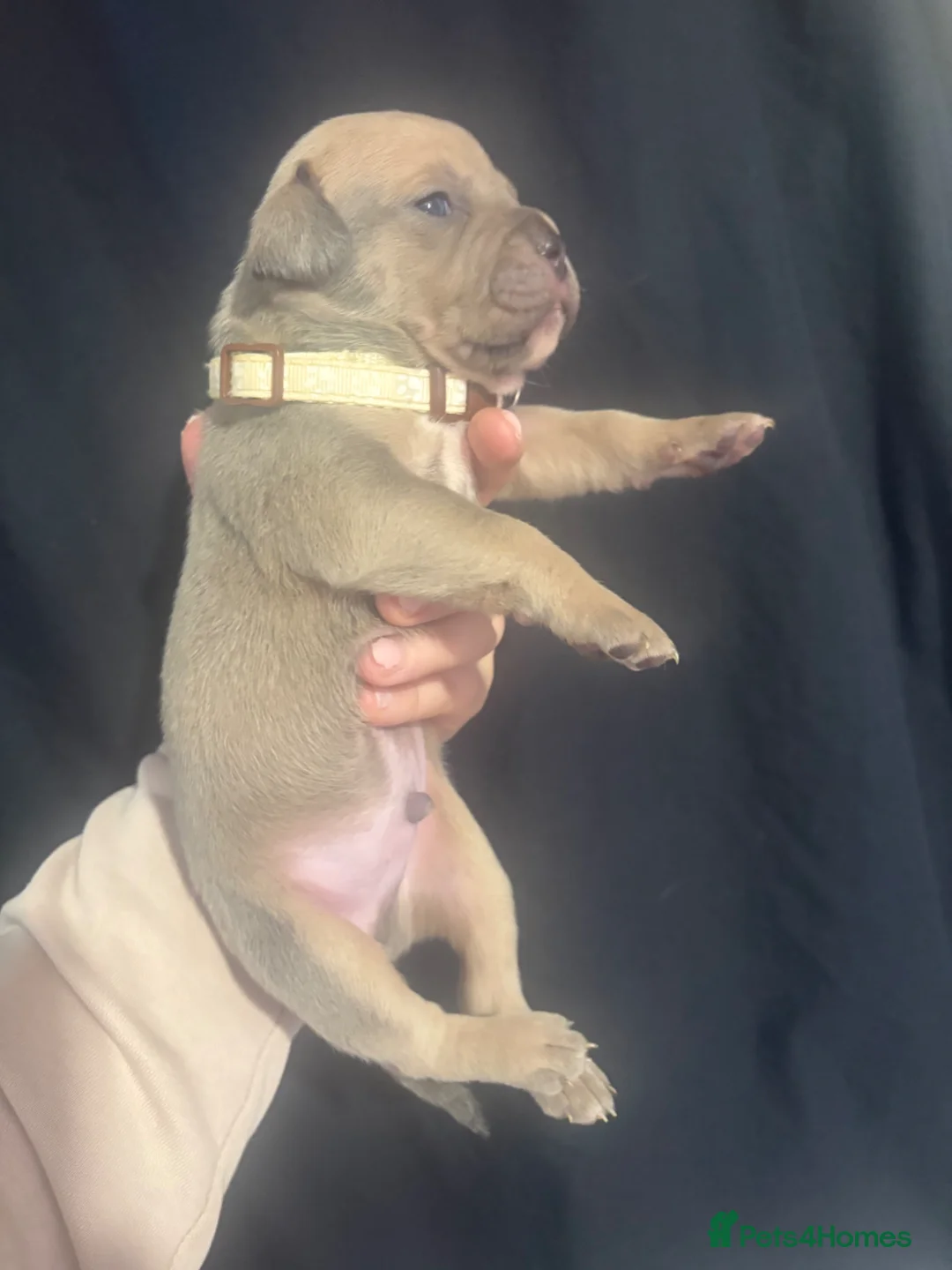 Mixed Breed dogs for sale:     11 Adorable American Bulldog x Frenchie Pups! - Advert 23