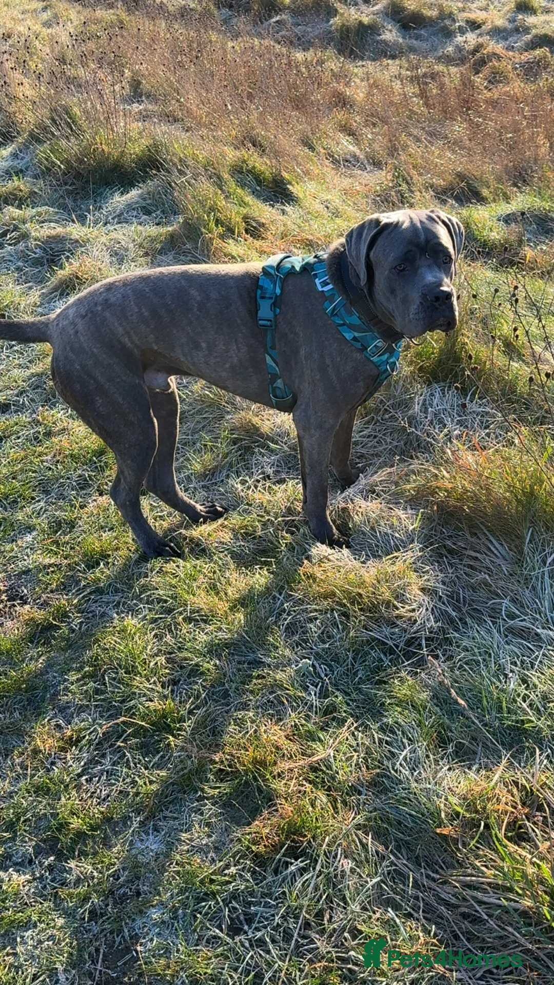 Cane Corso dogs for sale: 10 month old cane corso  - Advert 6