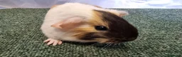 Guinea Pig rodents for sale: Guinea pigs  in Usk - Advert 13