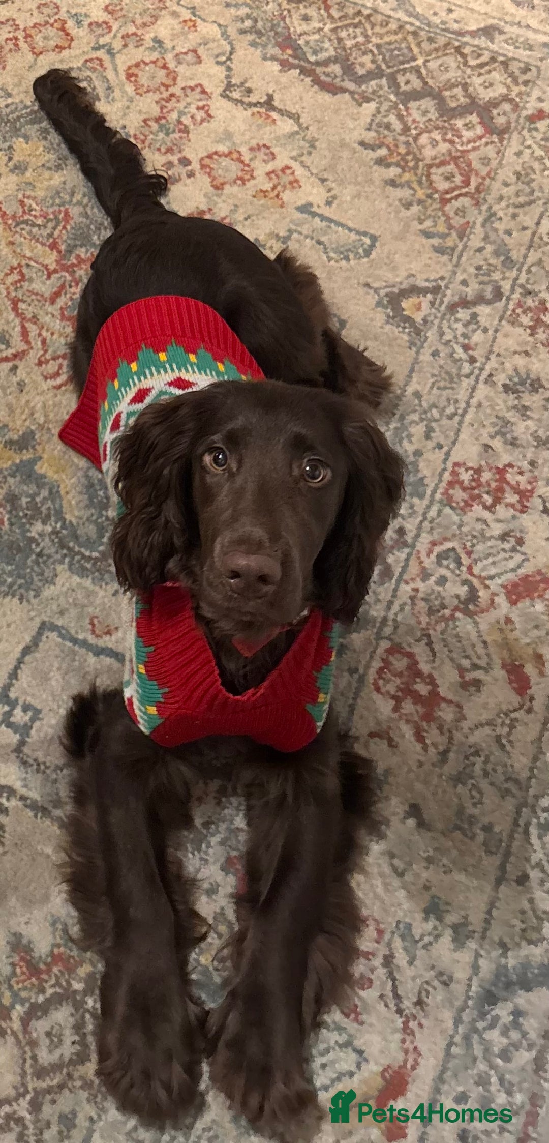 Field Spaniel dogs for sale: Male Field Spaniel - 6 months old - Advert 4