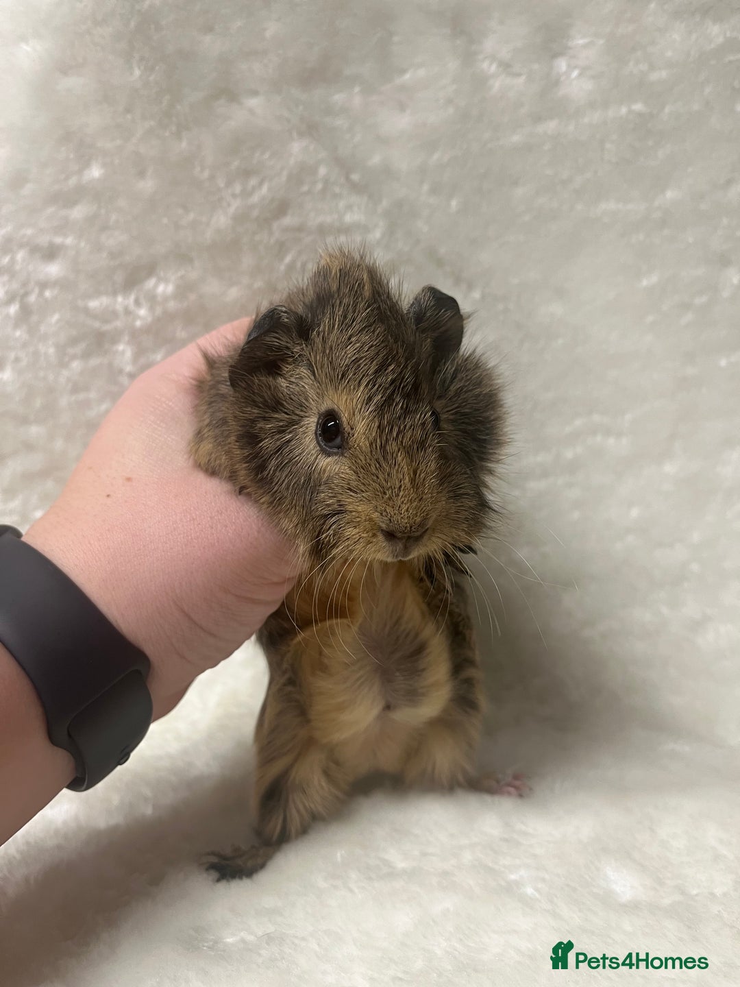 Guinea Pig rodents for sale: Beautiful well handled guinea pig babies - Advert 4