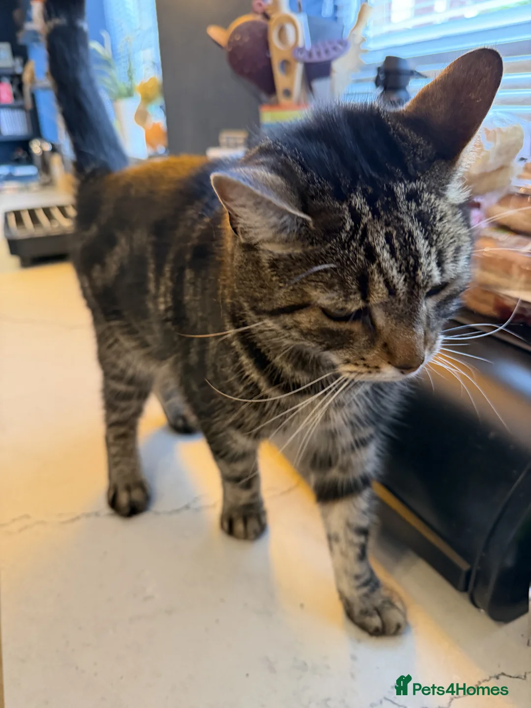 Mixed Breed cats for sale: New Home Needed for Charlie: 8 Year Old Family Cat - Advert 5